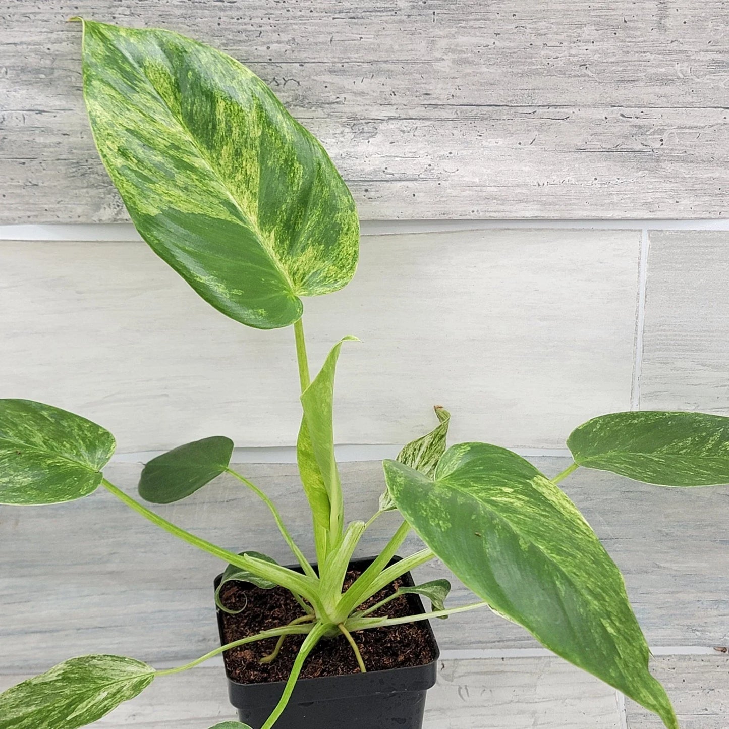 Philodendron giganteum Variegated 4" Live Tropical Houseplant, Rare Giant Aroid, Indoor Plant, Variegated Foliage