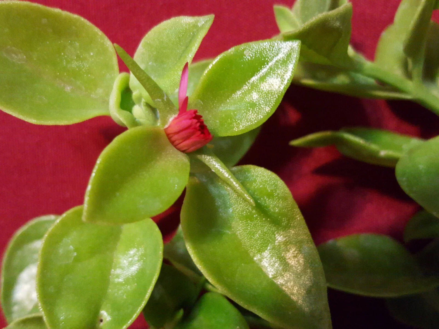 Sun Rose Red Apple Cuttings 10 pcs 3" to 5" Aptenia cordifolia for Rooting