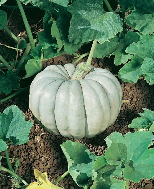 Blue Harvest Pumpkin F1 Seeds – Heirloom Quality, Non-GMO, Vining Pumpkin Seeds for Planting, Cooking & Decoration