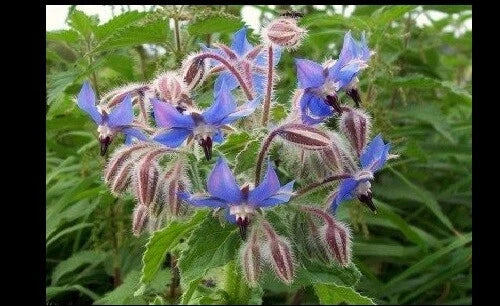 Borage Seeds Bulk 640 Borago officinalis Herb for Pollinators, Edible Leaves & Flowers, Easy to Grow