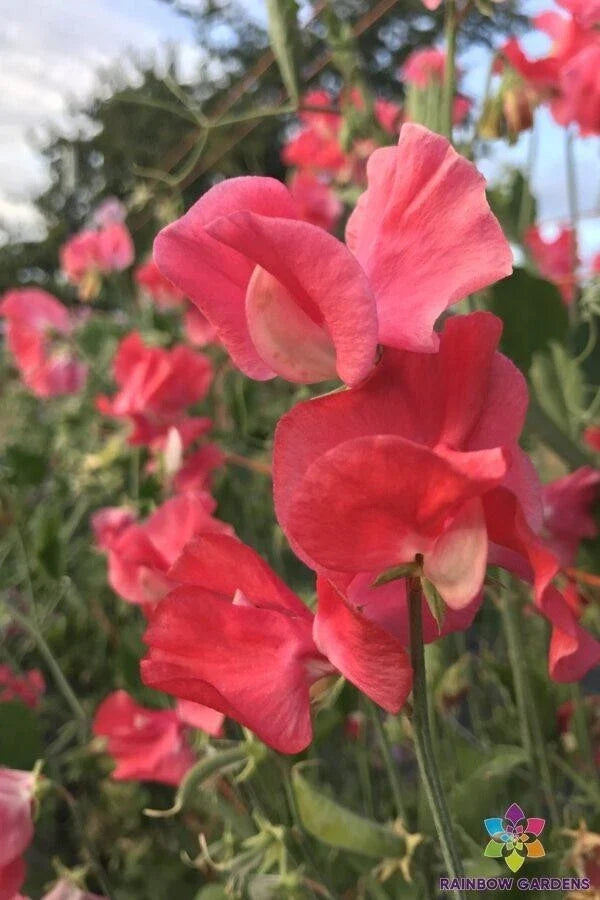 Pocahontas Sweet Pea Seeds – 50+ Pack, Fragrant Climbing Flowers, Lathyrus odoratus, Garden Planting, USA Grown