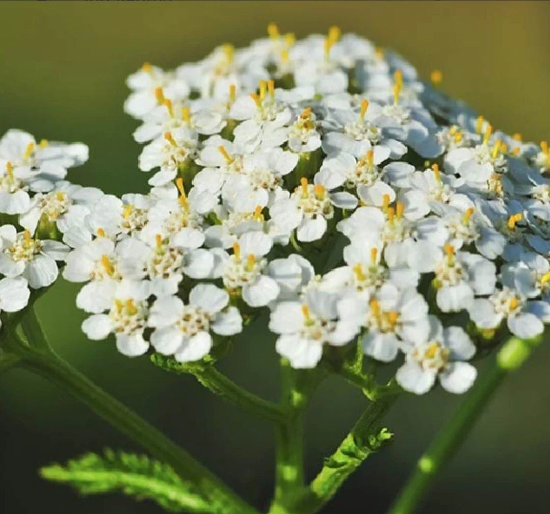 Yarrow Seeds - 200+ Organic Heirloom Achillea millefolium for Garden & Herbal Use