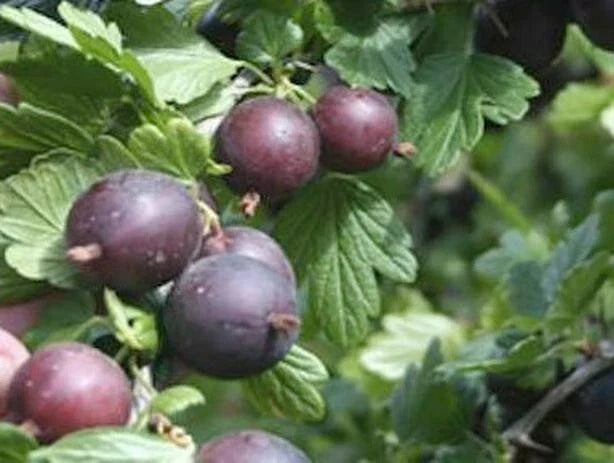 Black Velvet Gooseberry Live Plant | Rooted Starter | Ribes uva-crispa Hybrid | Self-Pollinating, Zones 4-7