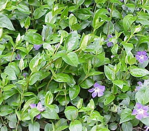 Vinca Major Ground Cover Plants - 45 Pack in 3.5 Inch Pots - Periwinkle, Trailing, Hardy Perennial, Purple Blooms