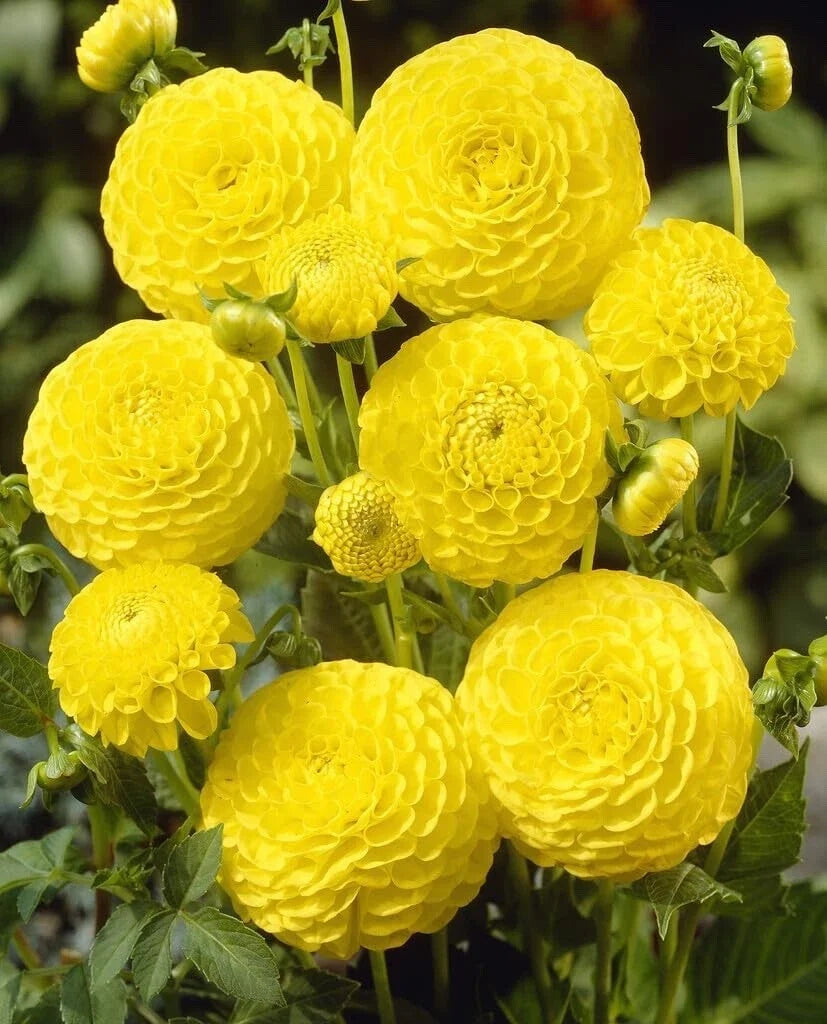 Dahlia Tubers - 3 Large Golden Torch Ball Dahlias for Planting - Dahlia pinnata
