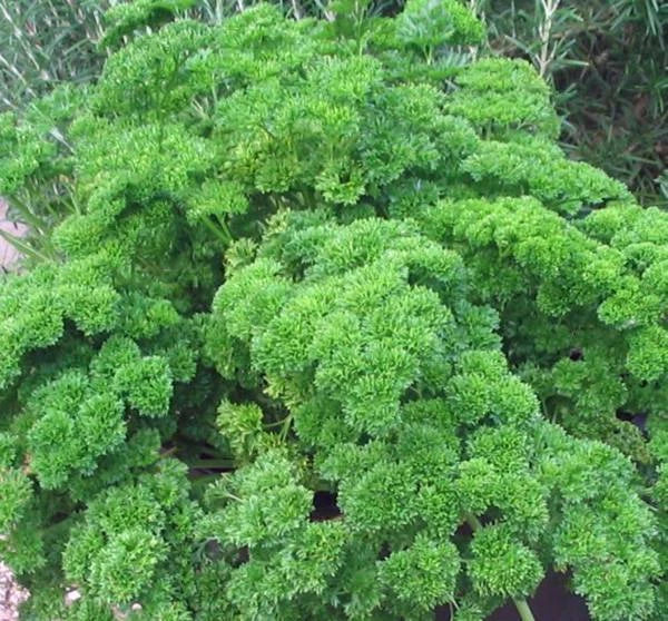 Moss Curled Parsley Seeds, Non-GMO, Heirloom, 500 Seeds, Petroselinum crispum