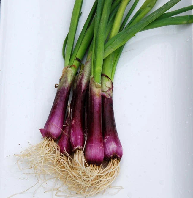Bulk Deep Purple Bunching Onion Seeds - Allium fistulosum, 500 Count Packet, Mild, Crisp, Sweet Edible Onions