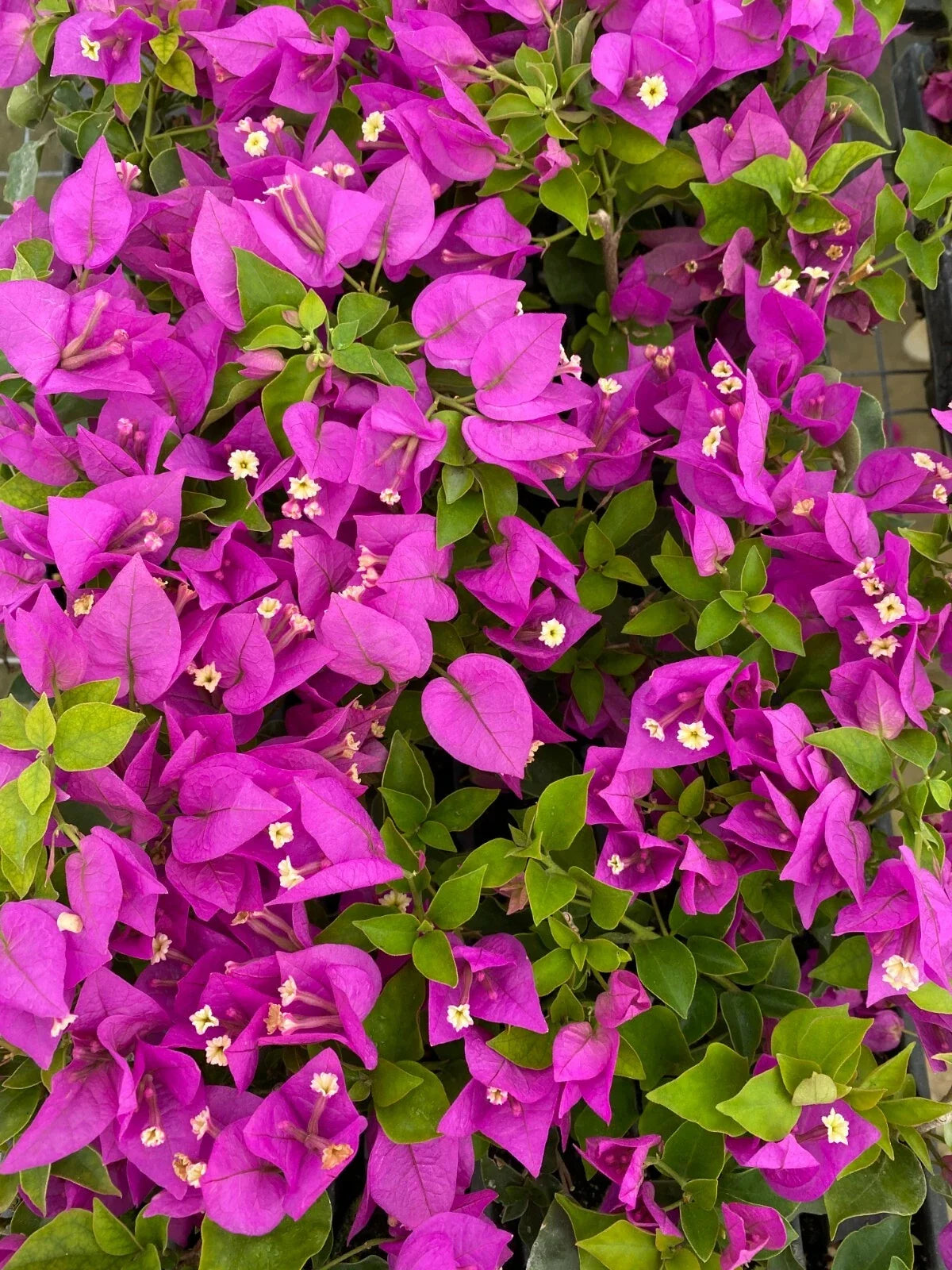 Bougainvillea Starter Plant - Royale Purple Live Plug - Bougainvillea spectabilis - Drought Tolerant, Full Sun, USA Seller