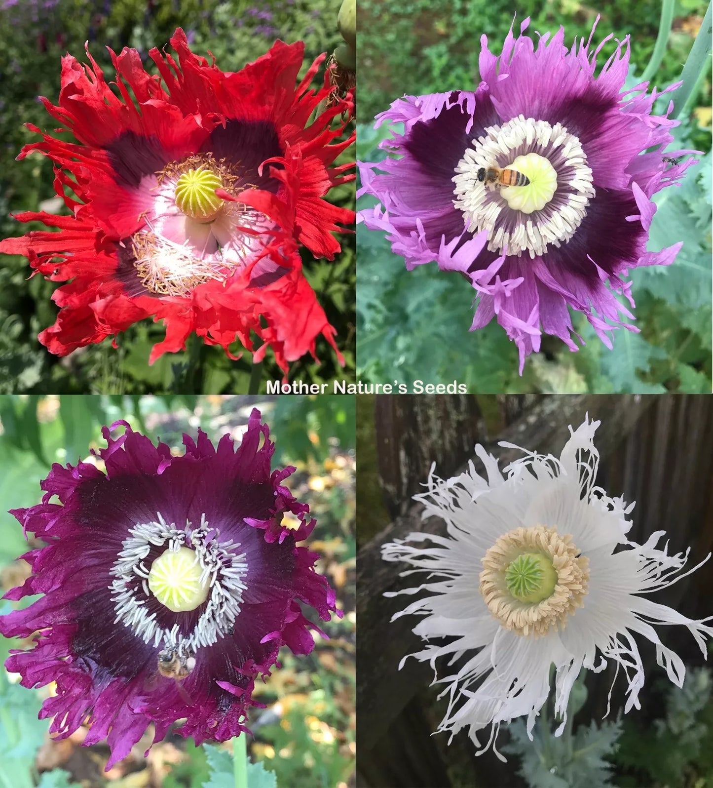 Organic Poppy Seeds JIMI'S FLAG MIX – Red & Purple Breadseed Papaver somniferum, 500 Seeds for Garden, Cut Flowers