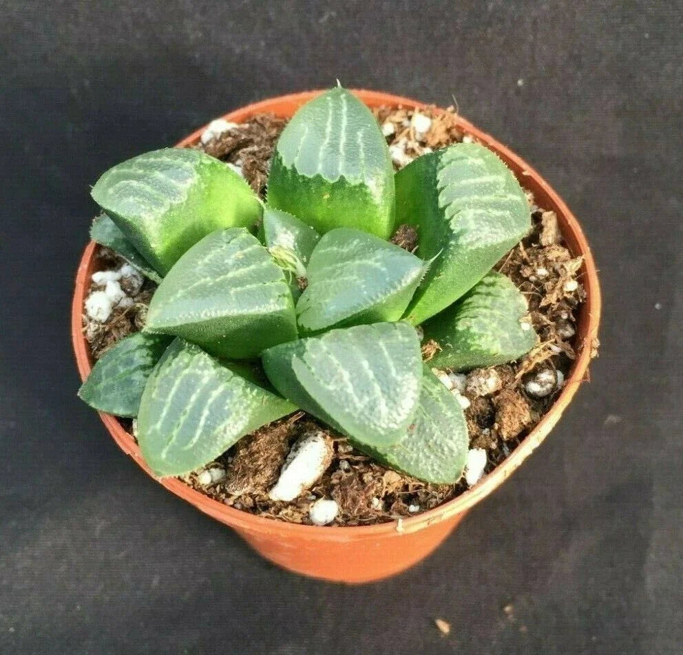 Haworthia bayeri 'Moon Shadow' Succulent in 3" Pot, Easy Care, Drought Tolerant Indoor Plant