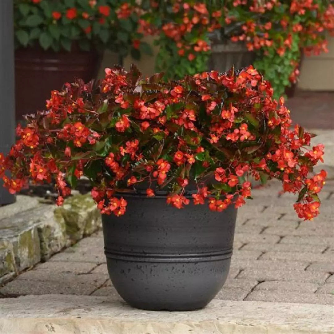 Begonia Seeds 100 Count Hot Tip Red Begonia x tuberhybrida for Indoor & Outdoor Gardens