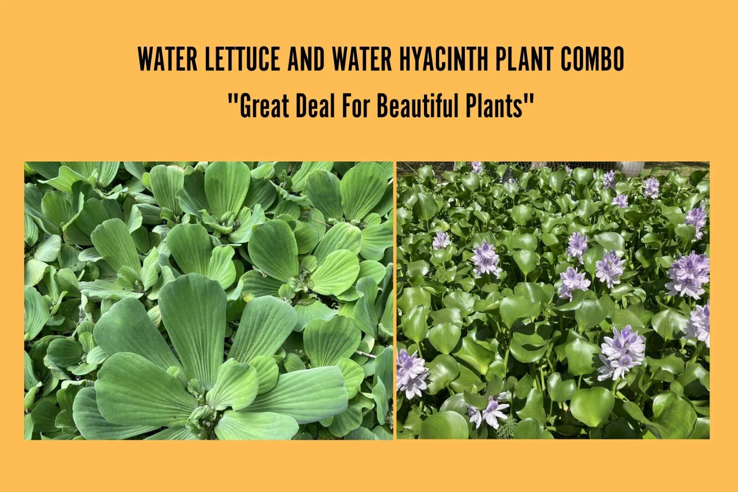 Water Hyacinth & Water Lettuce Floating Pond Plants - Medium - Eichhornia crassipes & Pistia stratiotes