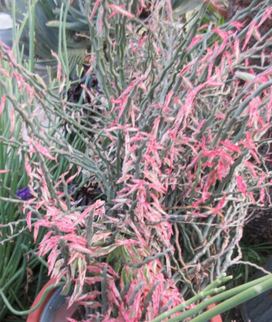 Devil's Backbone Cuttings - 10 Variegated Zig Zag Redbird Pedilanthus Tithymaloides for Indoor Propagation