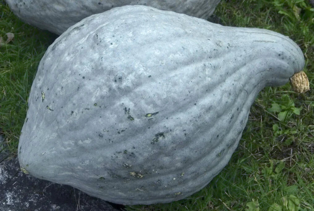Blue Hubbard Squash Seeds - 10 Heirloom Non-GMO Seeds - Cucurbita maxima