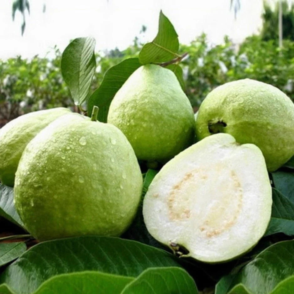 White Guava Live Starter Tree 4-Inch Pot, Psidium, Tropical Fruit Plant, Compact, Bushy, Edible White Guava Seedling