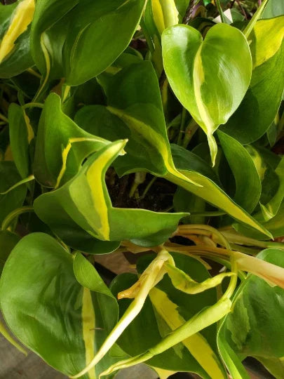 Philodendron Brasil Cordatum - Brazilian Pothos Heart Leaf Indoor Houseplant