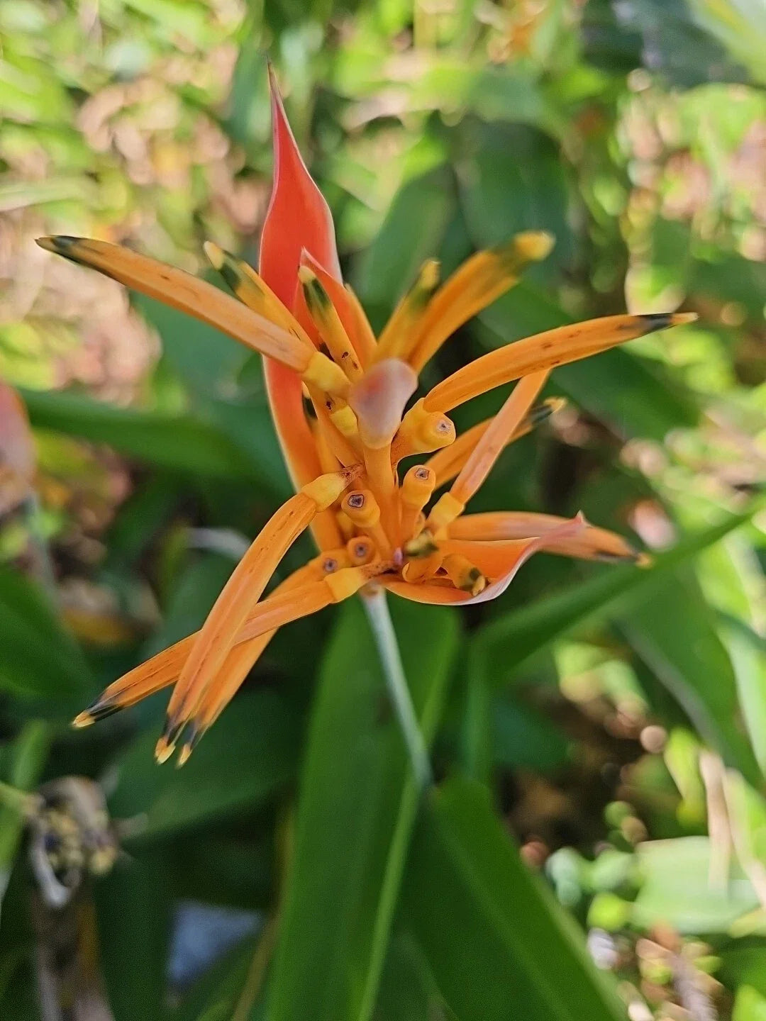 Parrot's Beak Plant 4" Pot Heliconia psittacorum Live Rooted Tropical Flowering Plant