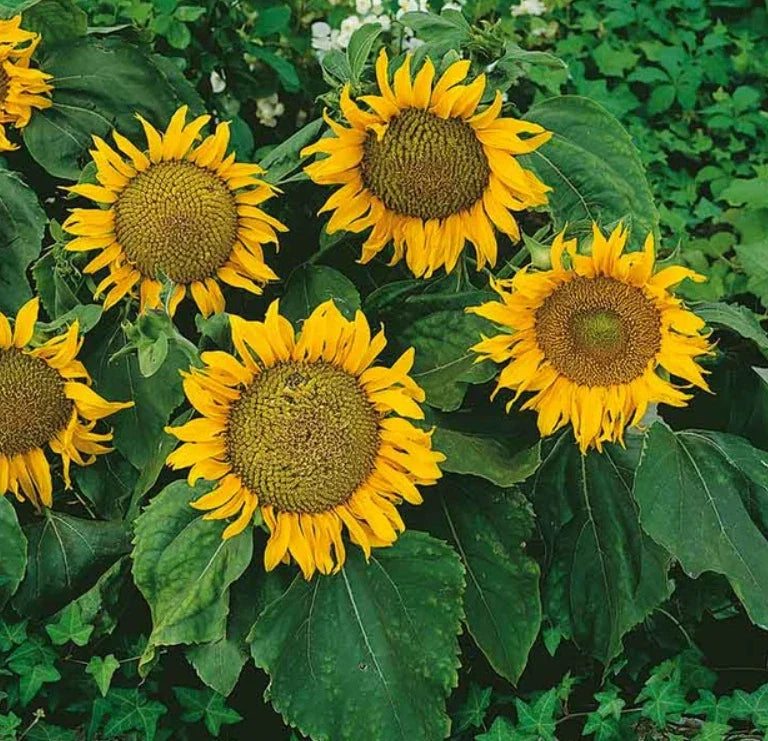 Dwarf Sunflower Seeds - Sunspot Variety, 12-Inch Flower Heads, Non-GMO, Helianthus annuus, Perfect for Small Gardens & Containers