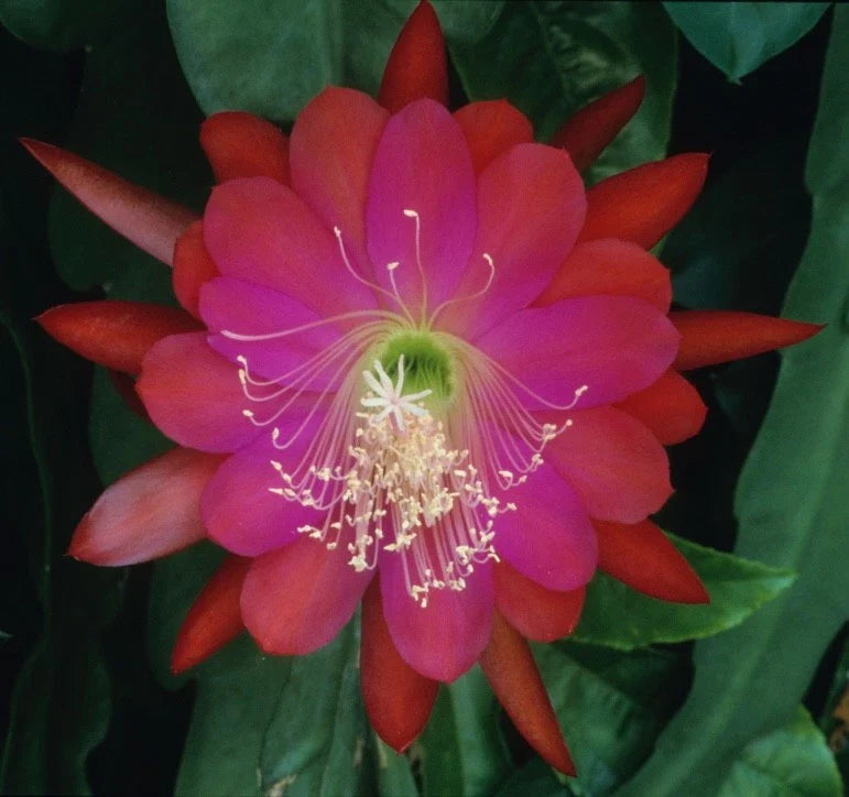 Epiphyllum Orchid Cactus Cuttings - DANTE Variety, Indoor Houseplant, Exotic Blooming Cactus, Epiphyllum oxypetalum