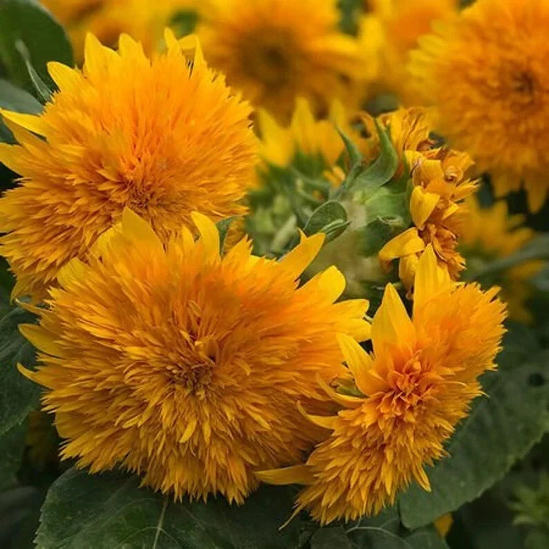 Organic Goldy Double Sunflower Seeds - Helianthus annuus, 20 Pack, Vibrant Gold Blooms, Full Sun, Non-GMO, USA Grown