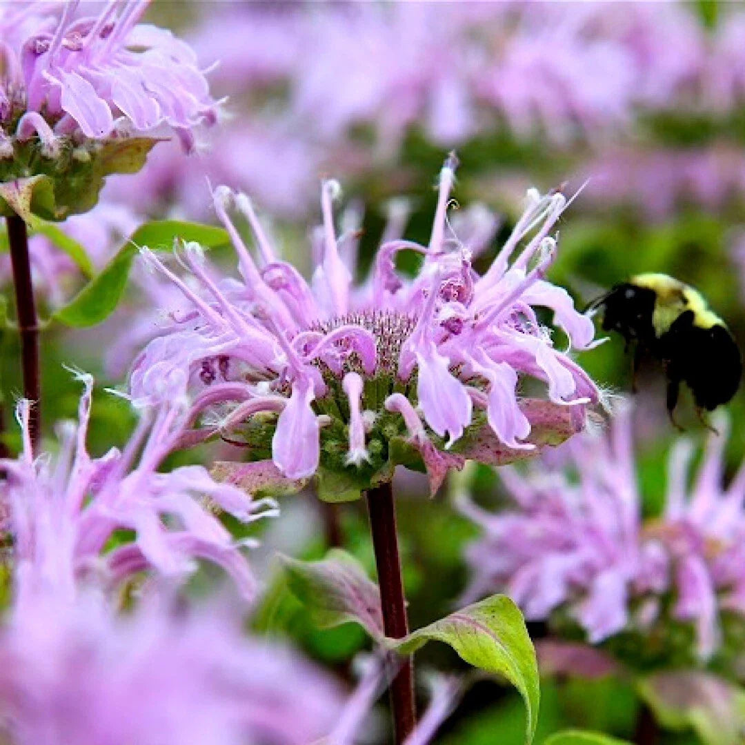 Wild Bergamot Seeds 1000 Pack Monarda fistulosa Bee Balm for Pollinators & Butterfly Garden