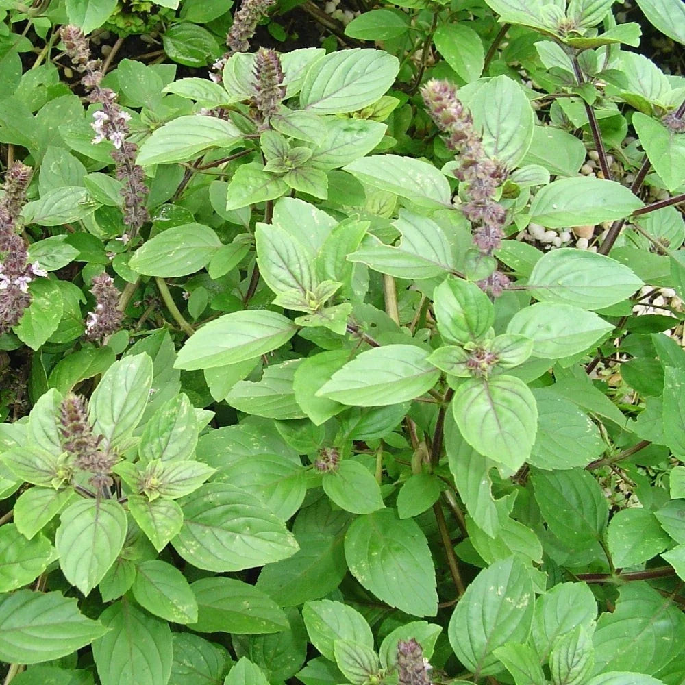 African Basil Live Rooted Plant 4" – Edible Fragrant Herb – Ocimum basilicum for Culinary Use