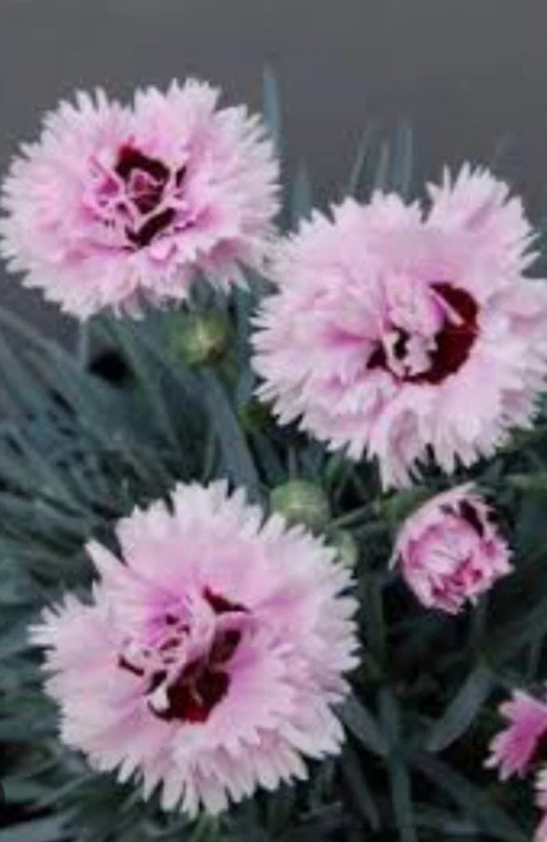 Early Bird Fizzy Dianthus Bare Root Plant – Summer-Flowering Dianthus gratianopolitanus for Gardens & Containers