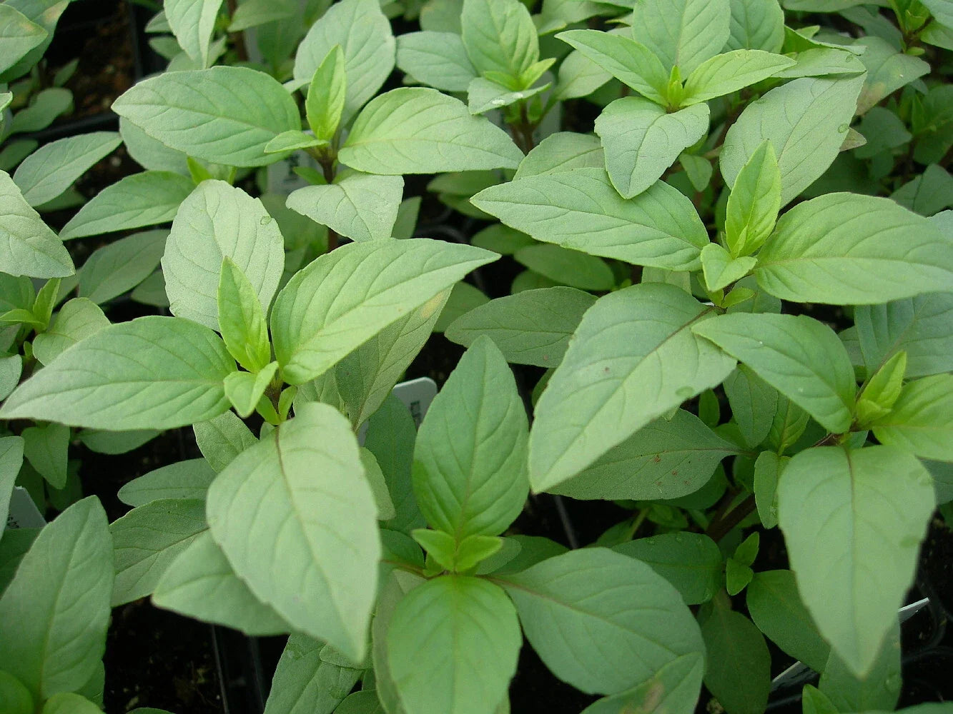 Lime Basil Seeds Packets – Hoary Basil, NON-GMO, Herb Garden Starter, Ocimum basilicum var. citriodorum