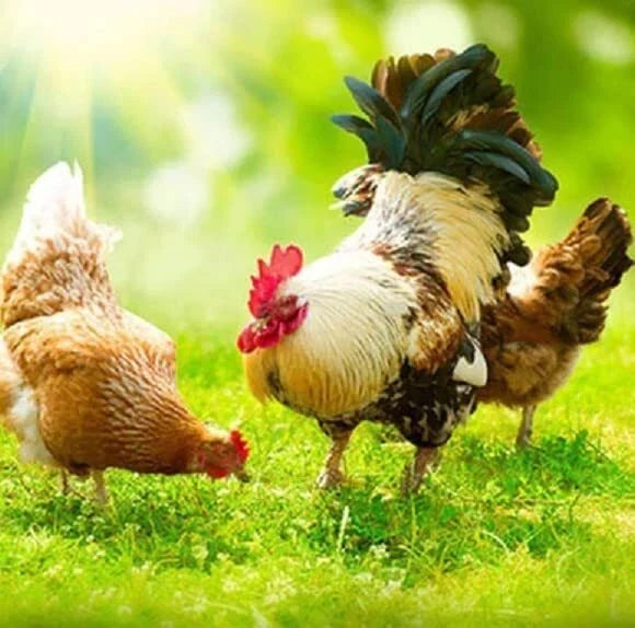 Chicken Forage Seed Mix 25 lbs - Organic Ryegrass Blend for Eggs & Meat, Gallus gallus domesticus, Annual & Perennial Ryegrass Seed