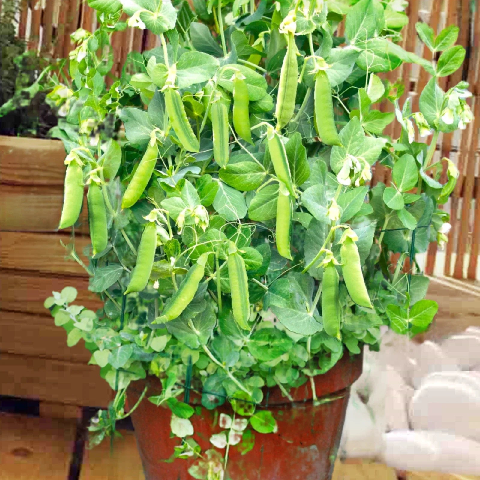 Patio Pride Snap Pea Seeds | Heirloom Fast-Growing Container Garden Peas | Pisum sativum | Compact Bush-Type, Non-GMO