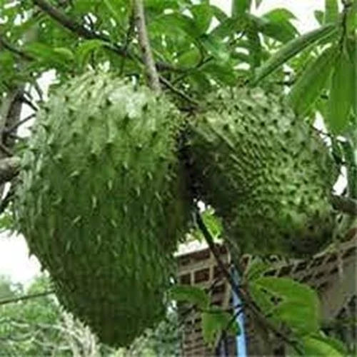Giant Soursop Fruit Seeds, Annona muricata, Tropical Tree, 35pcs, Exotic Fruit Seeds for Garden & Indoor Growth