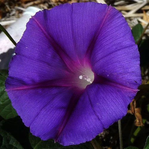 Star of Yelta Morning Glory Seeds – 25 Fresh Ipomoea purpurea Climbing Flower Seeds for Garden, Fences & Trellises