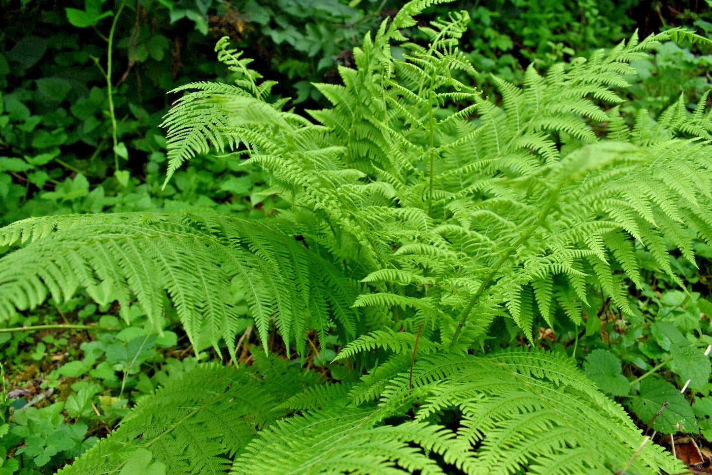 Western Lady Fern Spores 1000 Count, Filix femina, Cold Hardy Fern for Shade Gardens