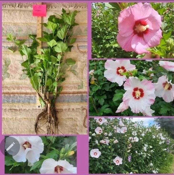 Rose of Sharon Hibiscus Live Plant 2-Pack - Organic Hibiscus syriacus with Beautiful Blooms