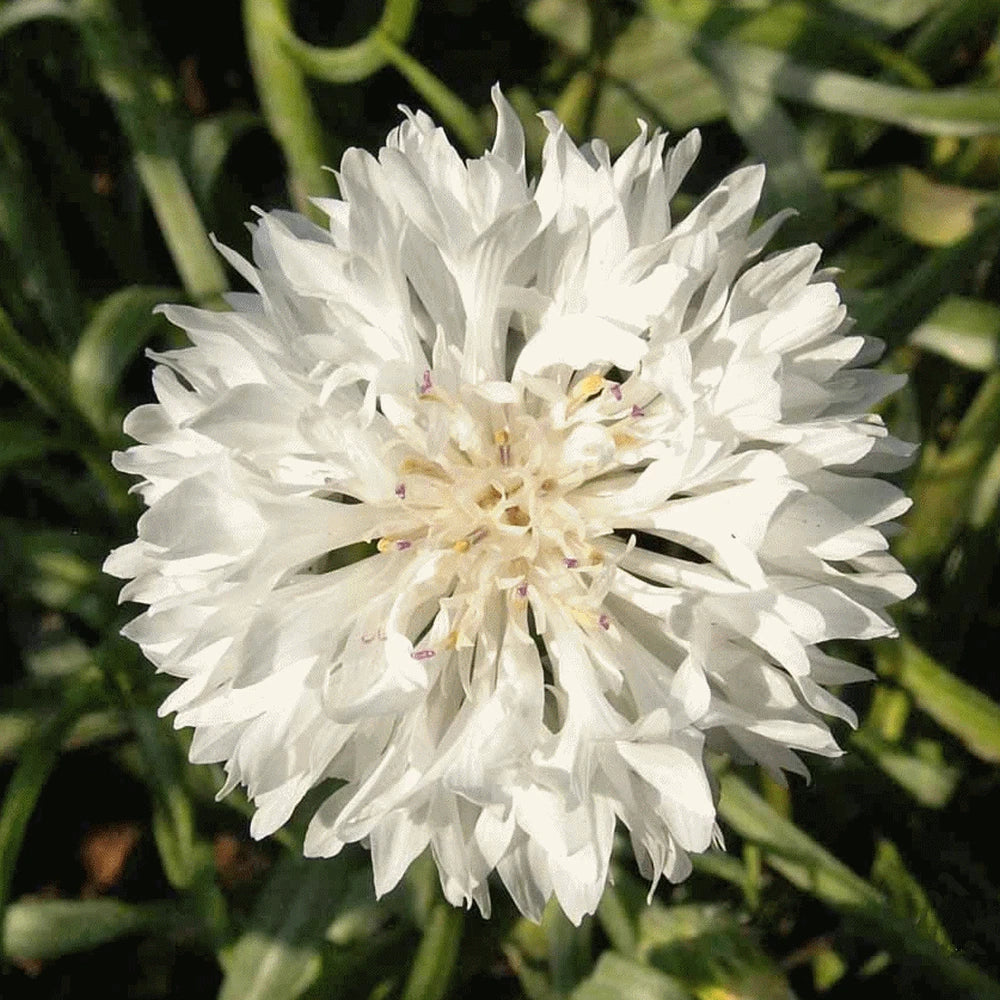 White Bachelor Button Seeds - 1000+ Non-GMO Centaurea cyanus for Gardens, Borders & Cut Flowers