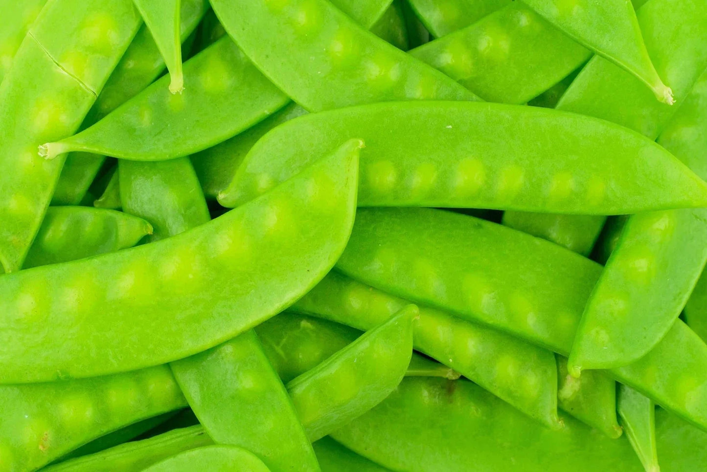 Mammoth Melting Sugar Pod Snow Pea Seeds - 100 Non-GMO Heirloom Pisum sativum for Gardening