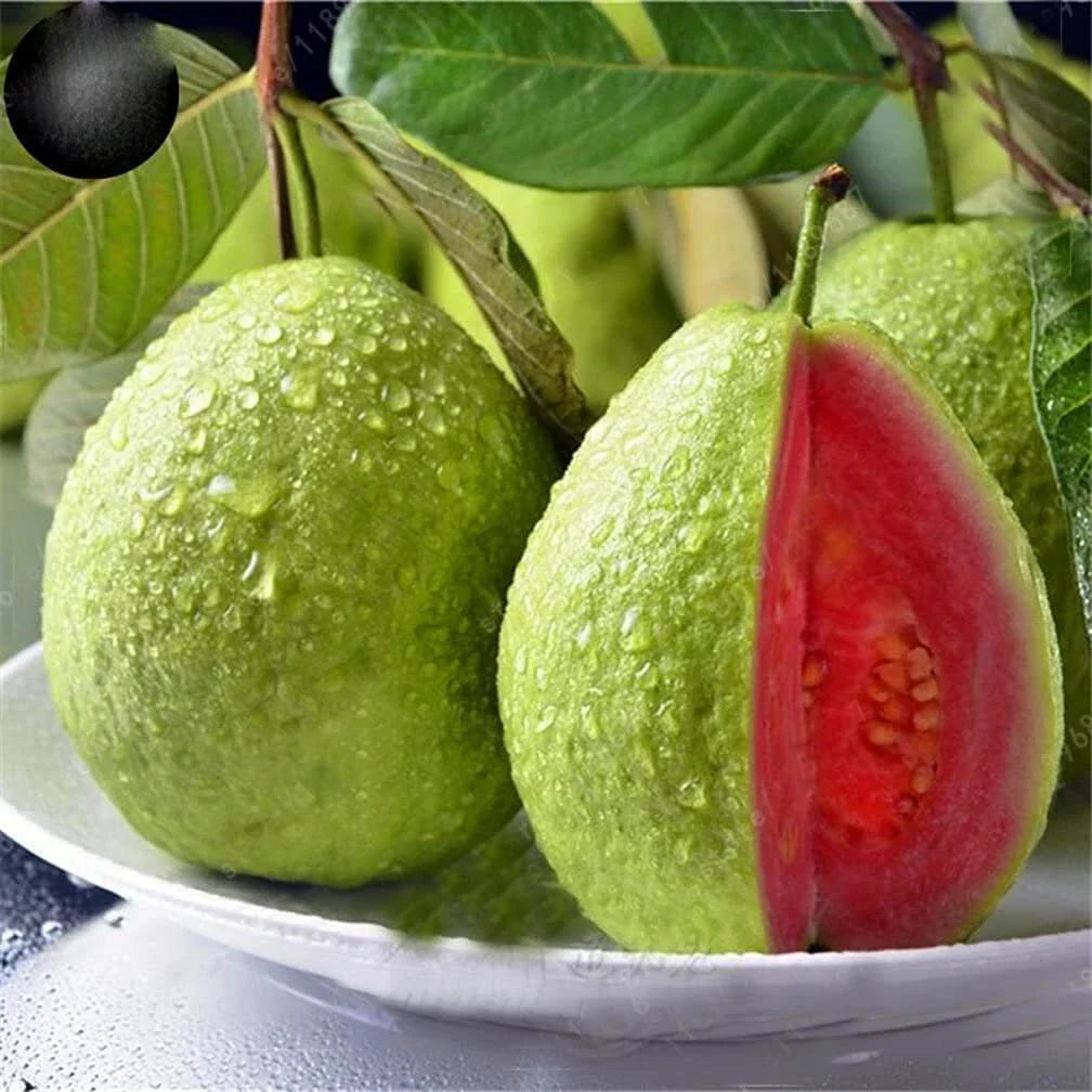 Guava Fruit Tree Seeds 100 Pack - Tropical Psidium guajava Exotic Fruit Seeds for Gardening