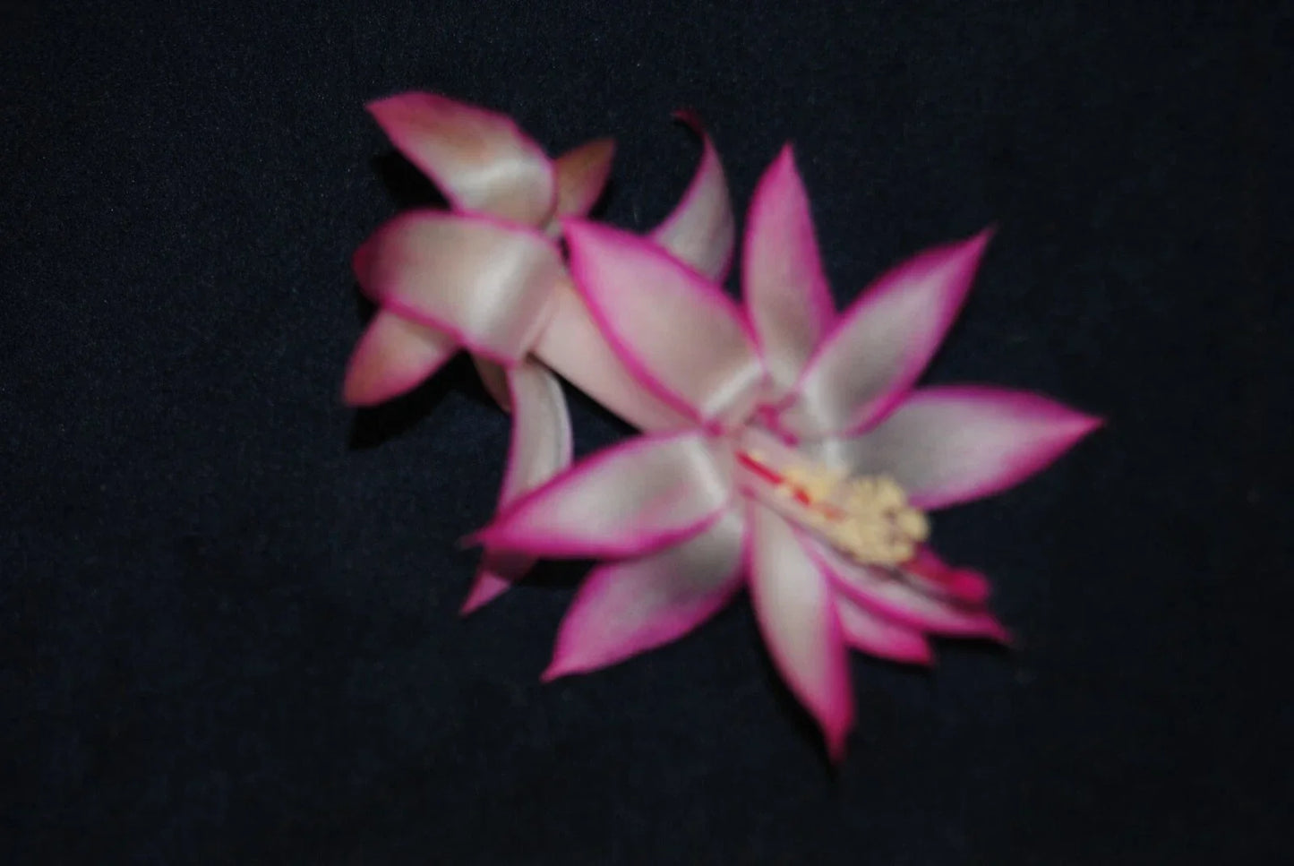 Christmas Cactus Starter Plant Mardi Gras Parade - Healthy Schlumbergera Truncata