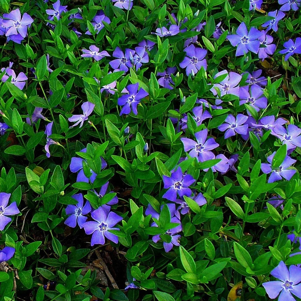 Vinca Minor Periwinkle Ground Cover Live Plants Set of 12 – Spreading, Blue Flowers, Low Maintenance, Hardy Zone 4-9