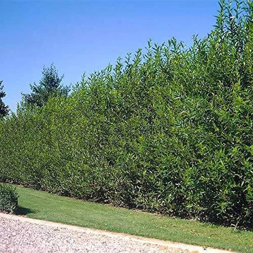 Hybrid Willow Cutting 5 Foot Tall Salix × sepulcralis Live Plant for Landscaping & Privacy Screen