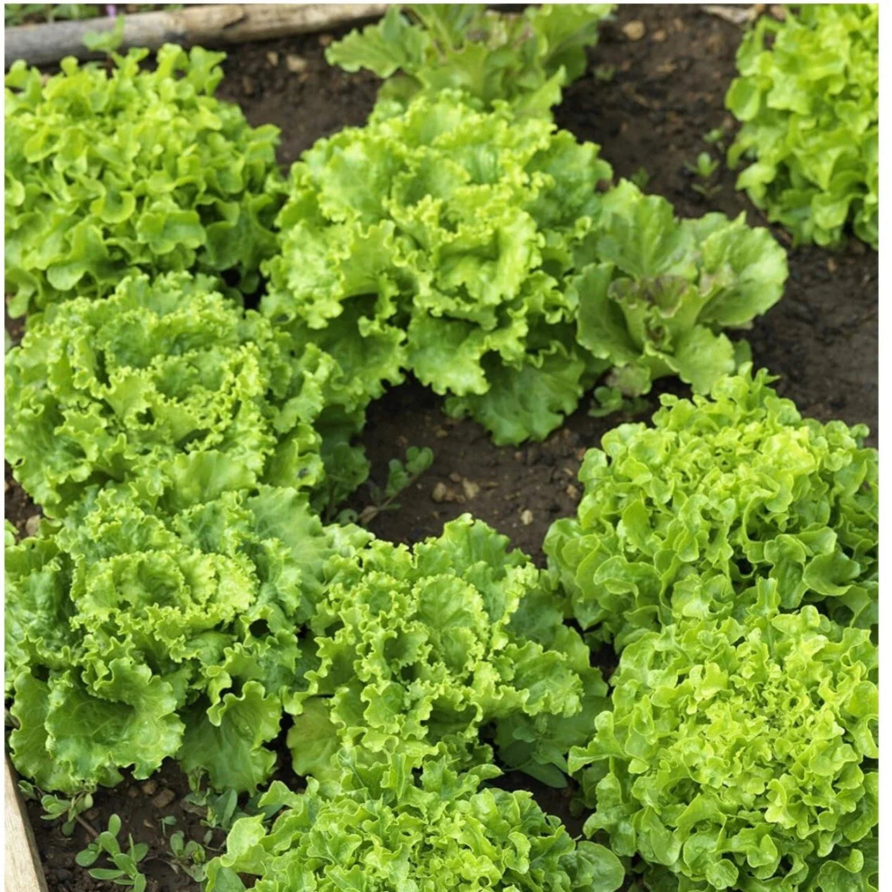 Oakleaf Lettuce Seeds - 250+ Non-GMO Heirloom Lactuca sativa Loose-Leaf Greens Seed Pack