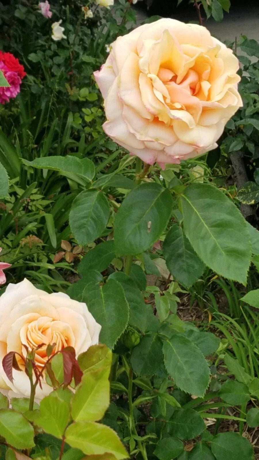 Creamy Apricot Rose Cuttings - Live Fresh Rosa spp. with Rosy Edges