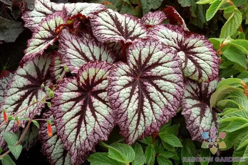 Fireworks Rex Begonia Seeds – Vibrant Foliage, Begonia rex, Indoor & Outdoor Planting, Easy to Grow, 25+ Seeds