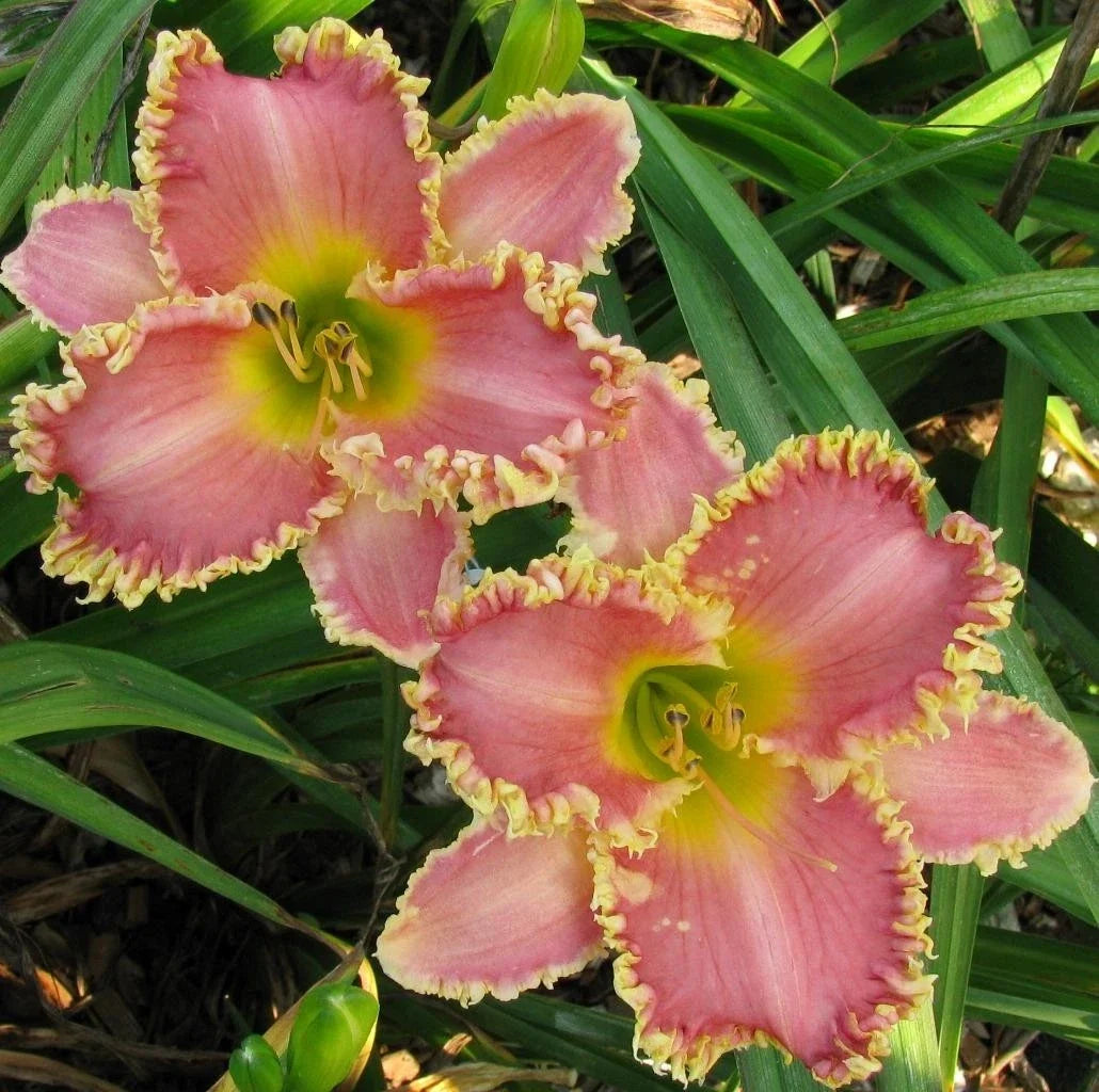 Daylily Live Plant - Heavenly Pink Fang, Reblooms, Vibrant Pink Flowers, Hemerocallis