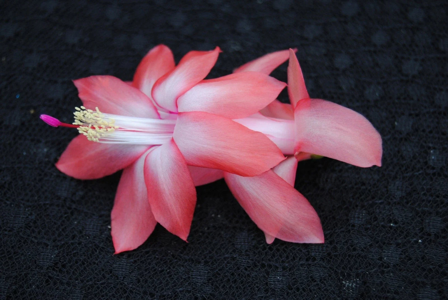 Christmas Cactus Starter Plant - Coral Cascade Schlumbergera Truncata - Well-Rooted Indoor Houseplant in 4-Inch Pot