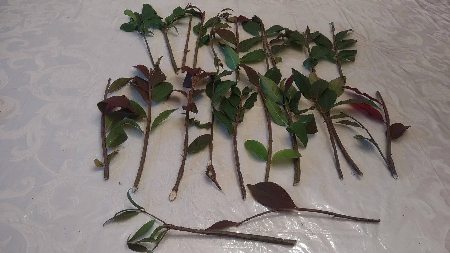 Cherry Laurel Cuttings 5-8" Fresh Unrooted Shrubs for Hedges Prunus laurocerasus Organic