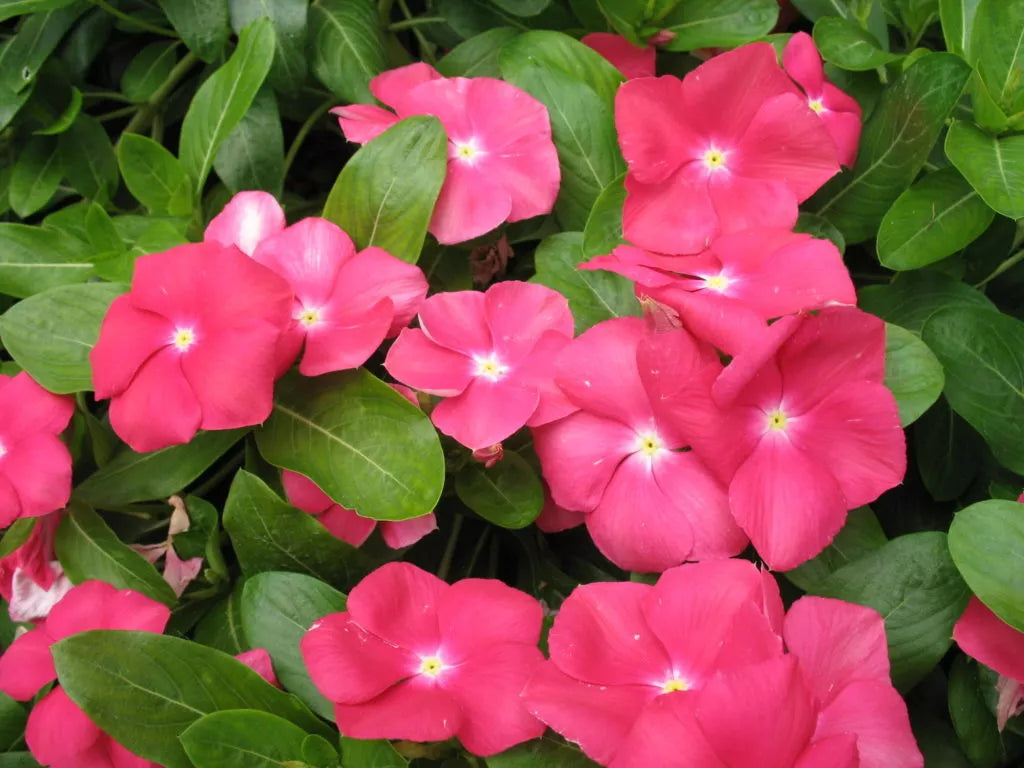 Vinca Sunsplash Cherry Seeds 100 Pack - Catharanthus roseus, Bright Red Flowers, Drought-Tolerant, Full Sun to Partial Shade