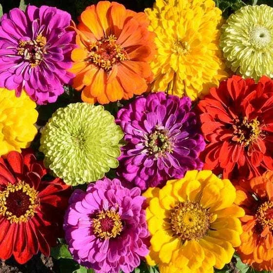 Zinnia Seeds - 200 Heirloom Mixed Colors for Bees & Butterflies - Pollinator Garden Plants - Zinnia elegans Seed Packet