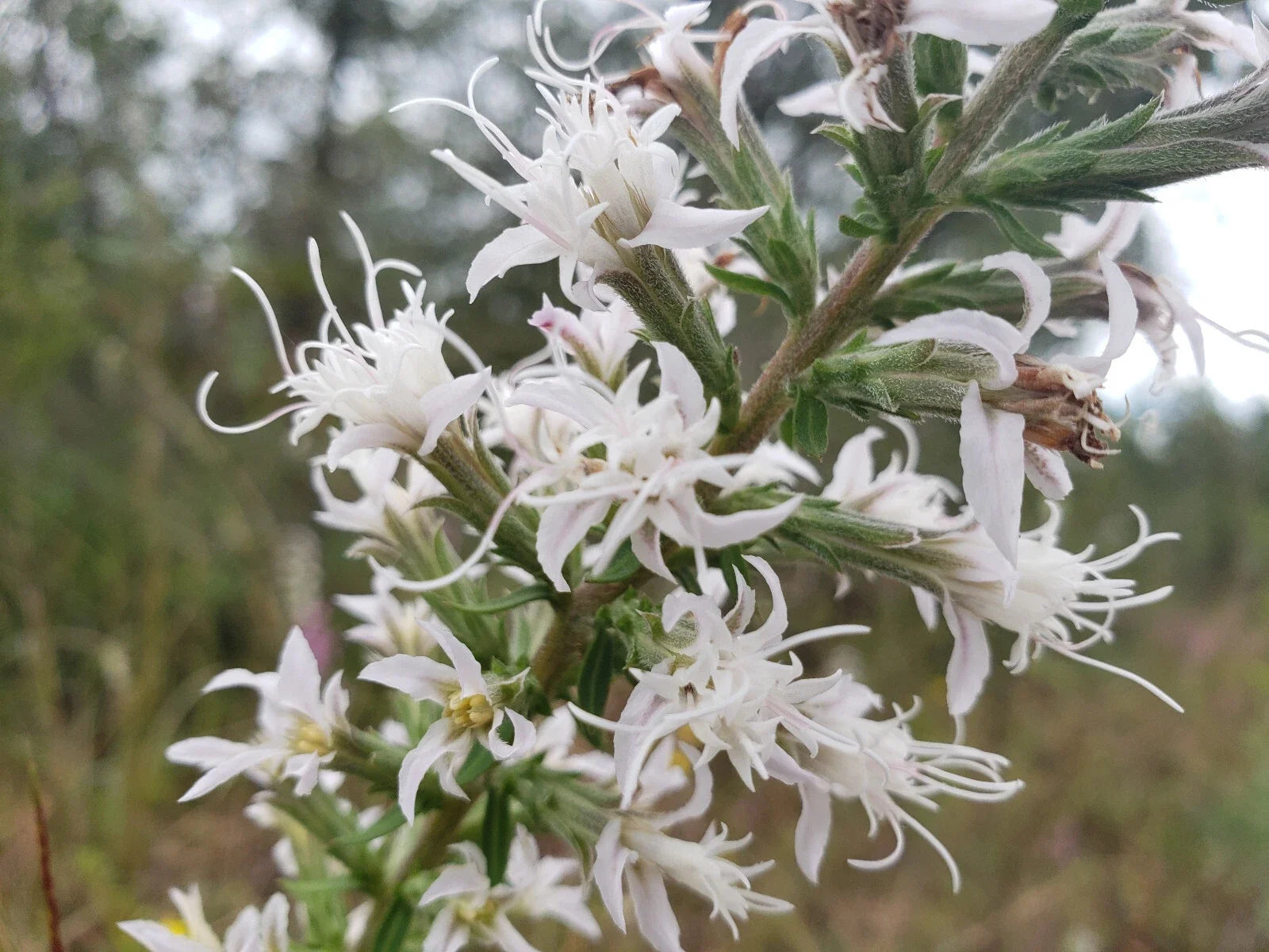Blazingstar Seeds | White Flowering Gayfeather | Liatris elegans Perennial for Borders & Wildflower Gardens