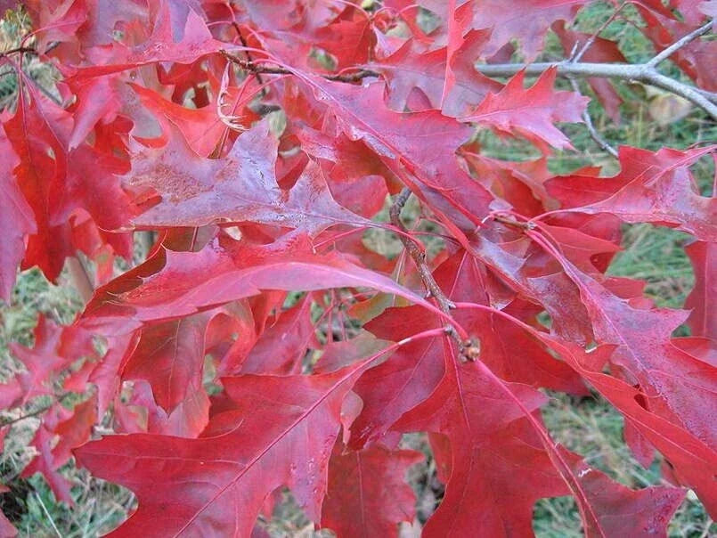 Scarlet Oak Tree Seeds | Premium Quality | Quercus coccinea | For Planting & Landscaping